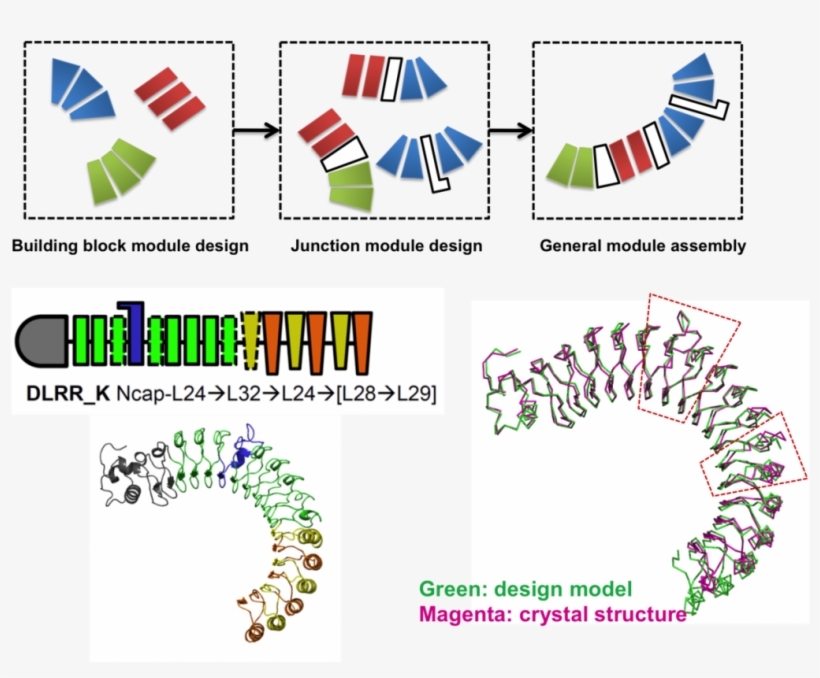 Control Of Repeat-protein Curvature By Computational - Graphic Design, transparent png