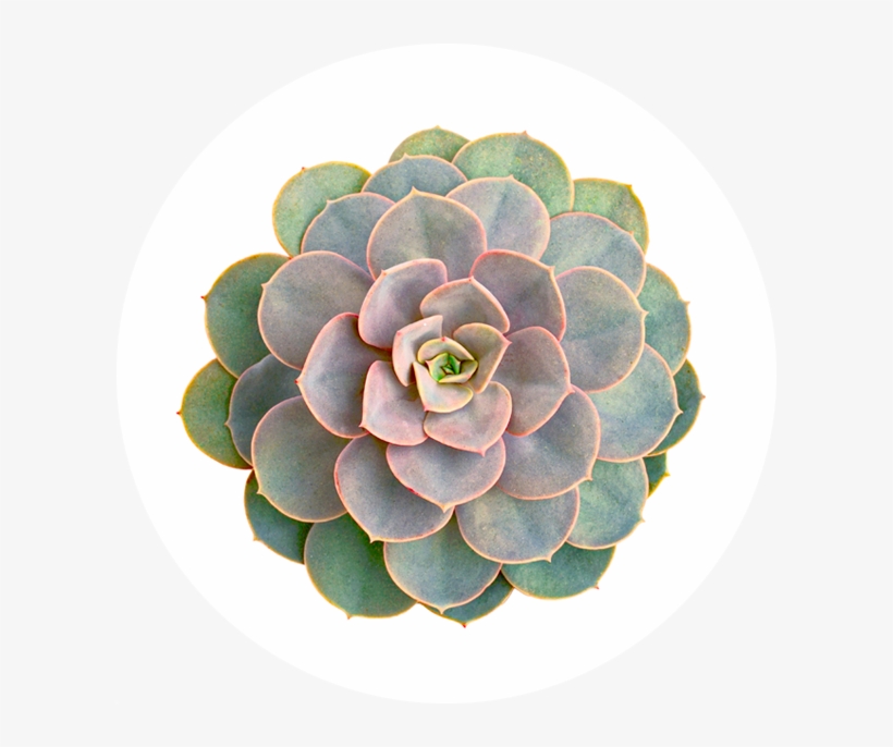 Growing Tips - Succulent Plant Wall Sticker, transparent png