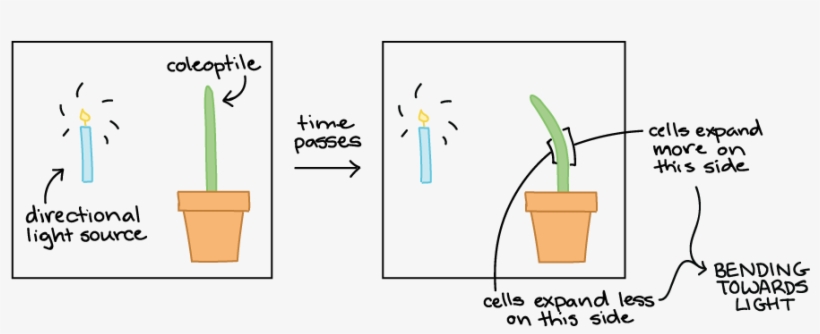 Fototropismo Negativo Y Positivo, transparent png