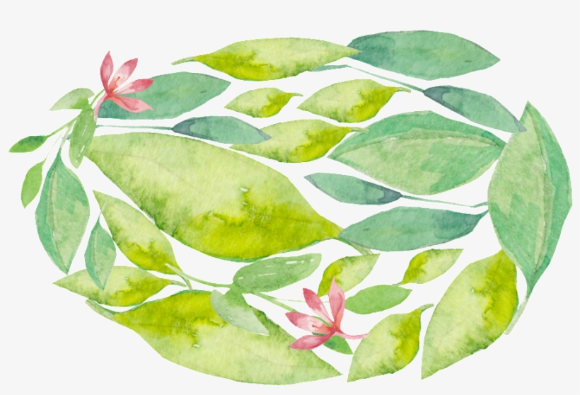 Fresh Green Plant Transparent Decorative - Portable Network Graphics, transparent png