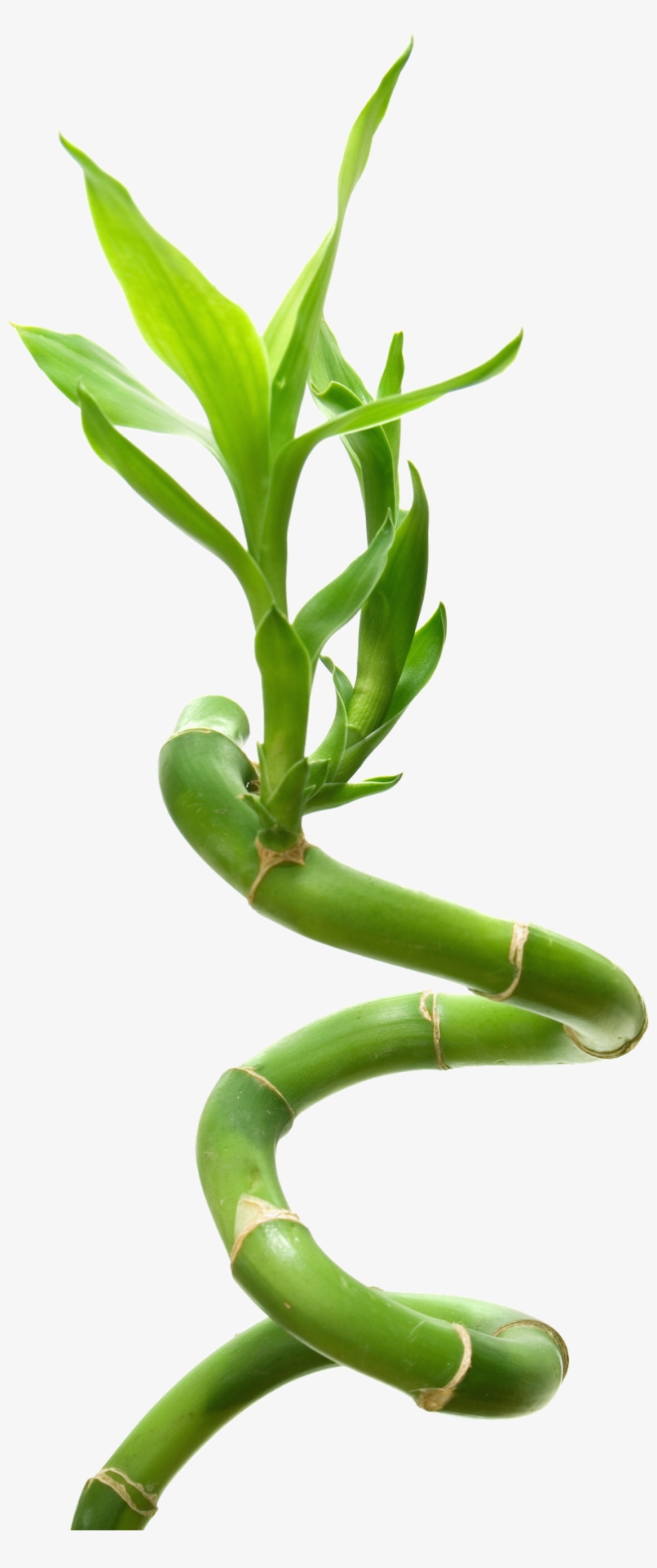 Lucky Bamboo - Benecos Eyeshadow Brush 16 Cm, transparent png