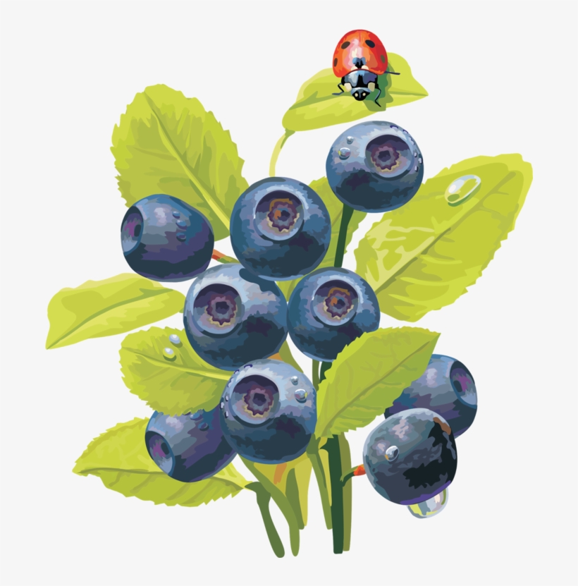 Blueberries - Ягоды Фото, transparent png