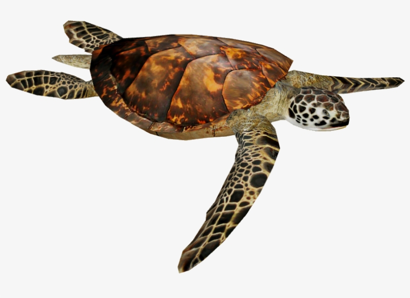Hawksbill Sea Turtle 4 - Olive Ridley Turtle Png, transparent png