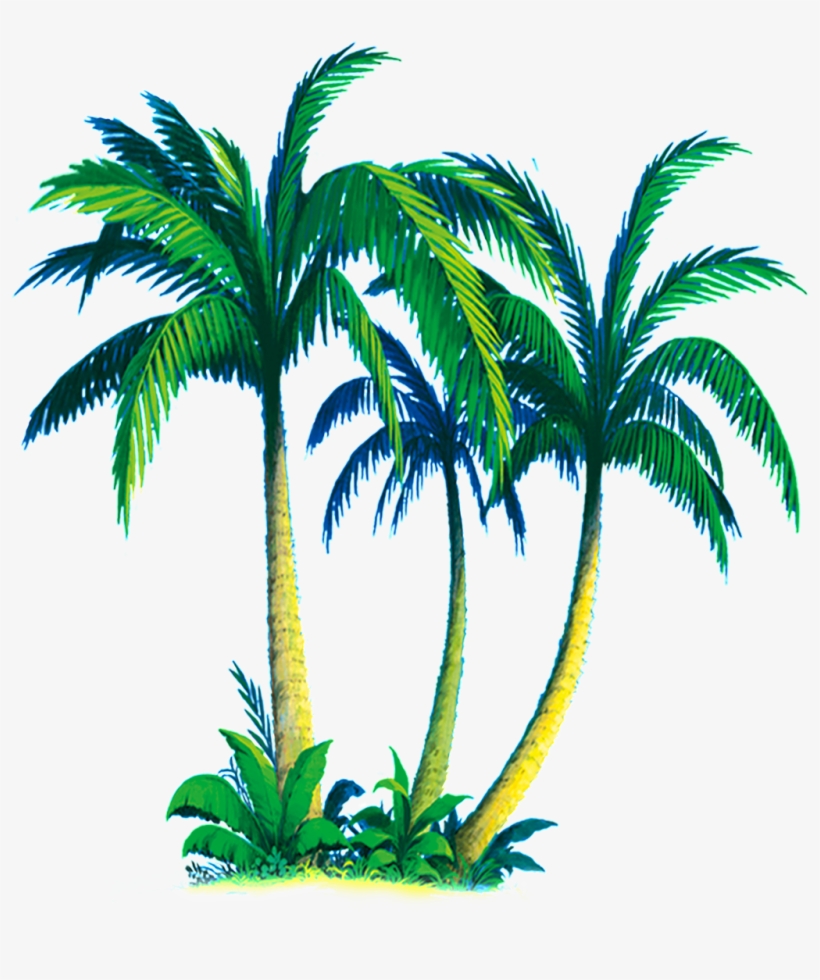 Cây Dừa Png, transparent png