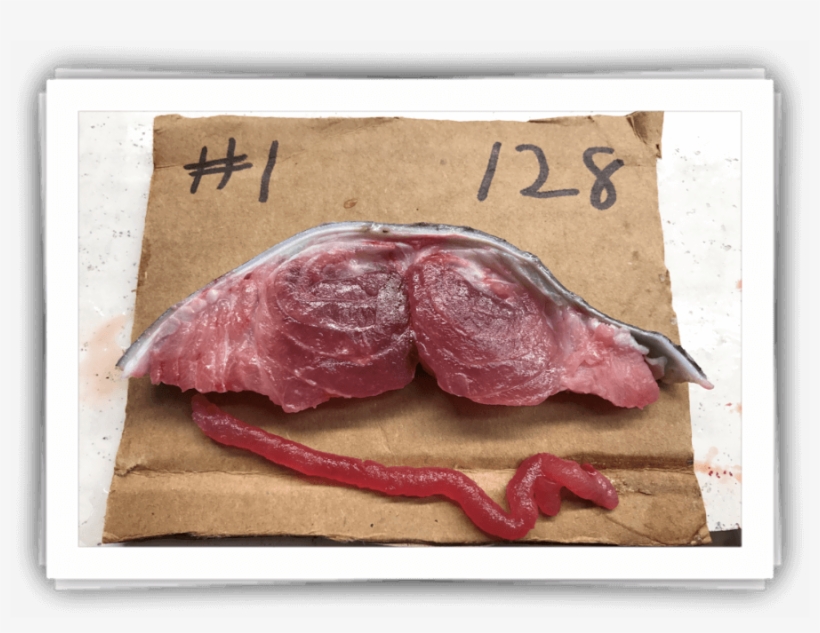 Grade - Tuna, transparent png