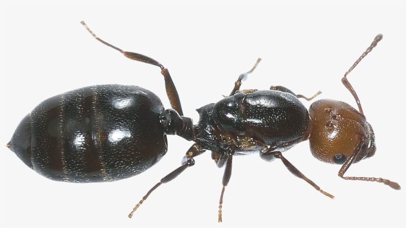 Ants Png Images Free Download - Ant Transparent Background, transparent png