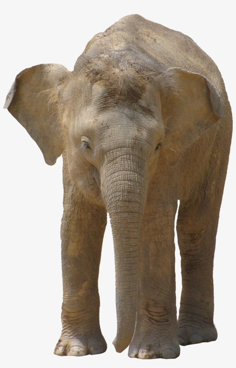 Elephant Png - Pngpix Com Elephant Png, transparent png