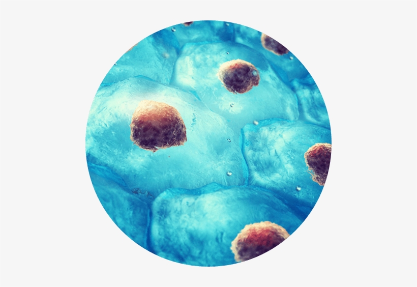 The Future Of Regenerative Medicine - Características De Los Seres Vivos Y Formas, transparent png