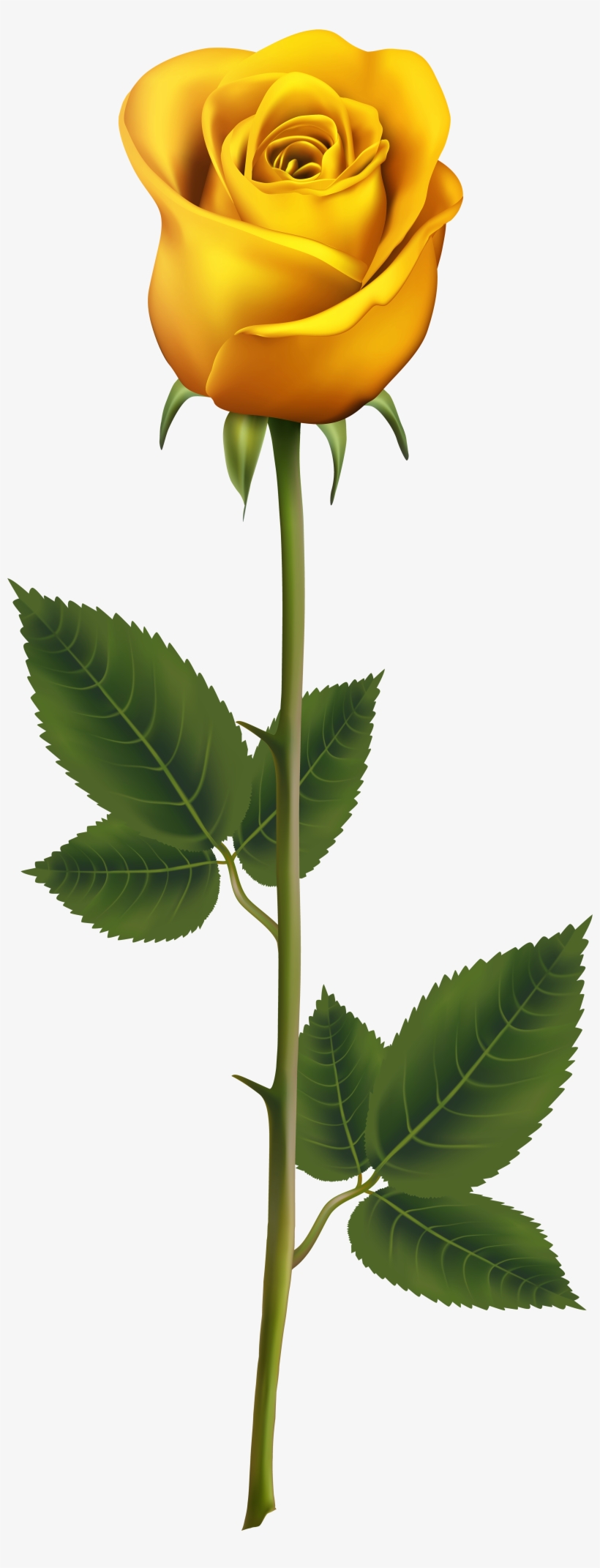 Free Yellow Rose Buckle Photos, Spring, Flowers, Hand - Yellow Rose With Stem, transparent png