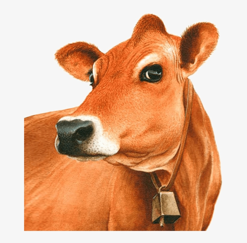 Exotic Breeds Of Cattle In India - Jersey Cow Clipart, transparent png