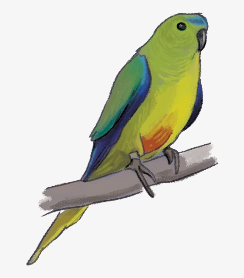 Download Wallpaper Parakeet Clipart Full Wallpapers - Lovebird, transparent png