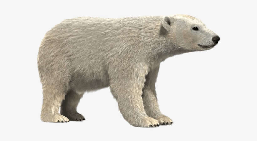 Polar Bear 3d Model - Polar Bear, transparent png