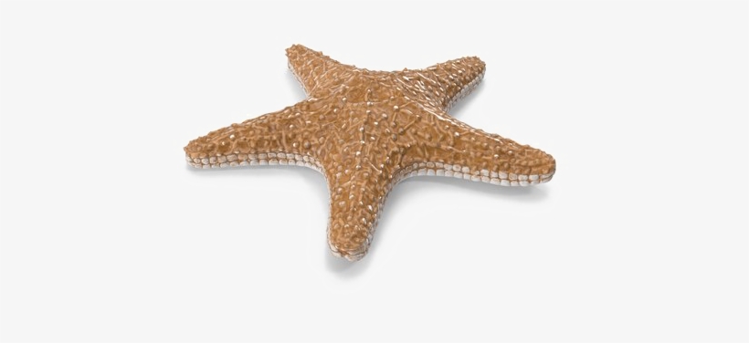 Starfish Png Image With Transparent Background - Starfish Png, transparent png