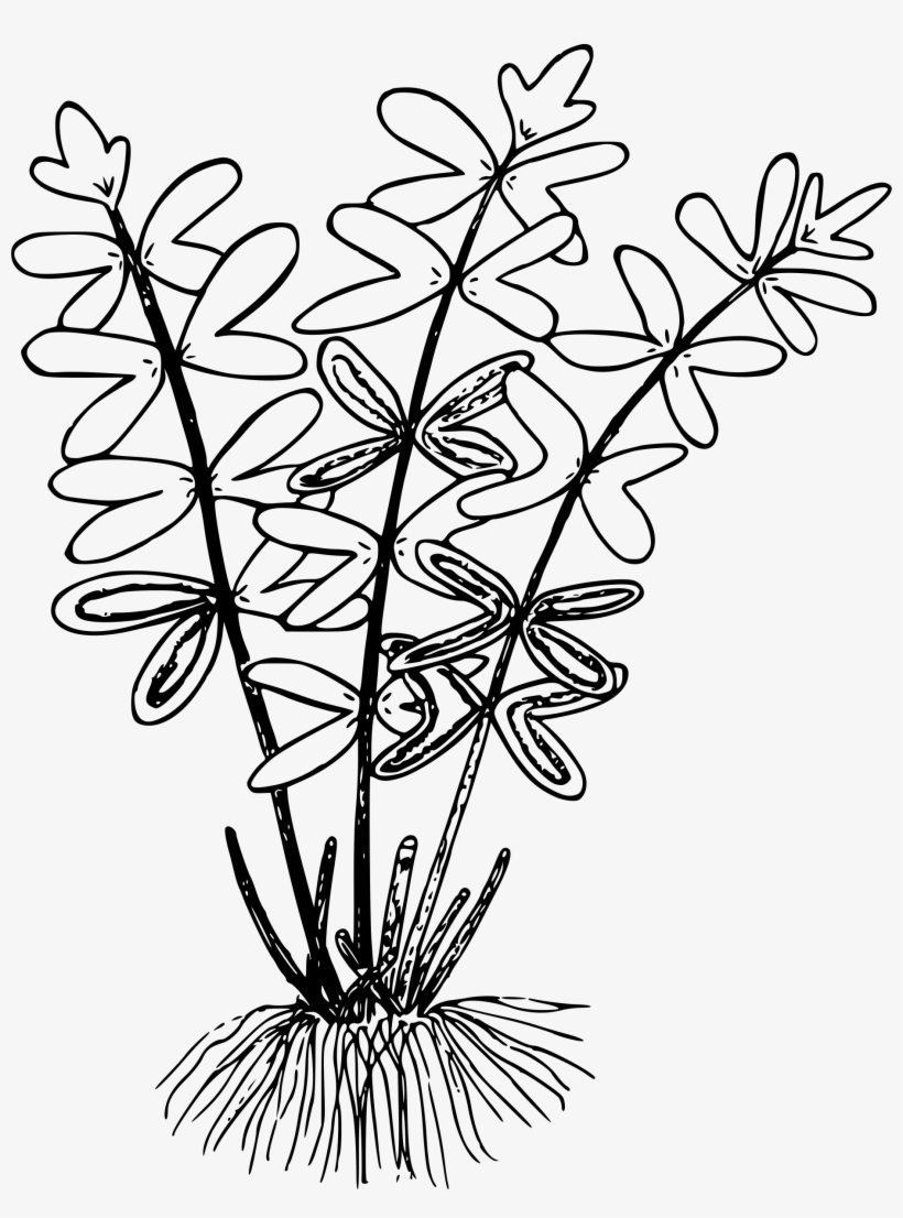 This Free Icons Png Design Of Brewer's Cliff Brake, transparent png