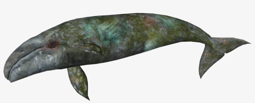 Dead Whale - Zt2 Download Library Whales, transparent png