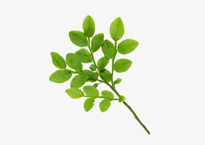 Real Leaves - Leaves, transparent png