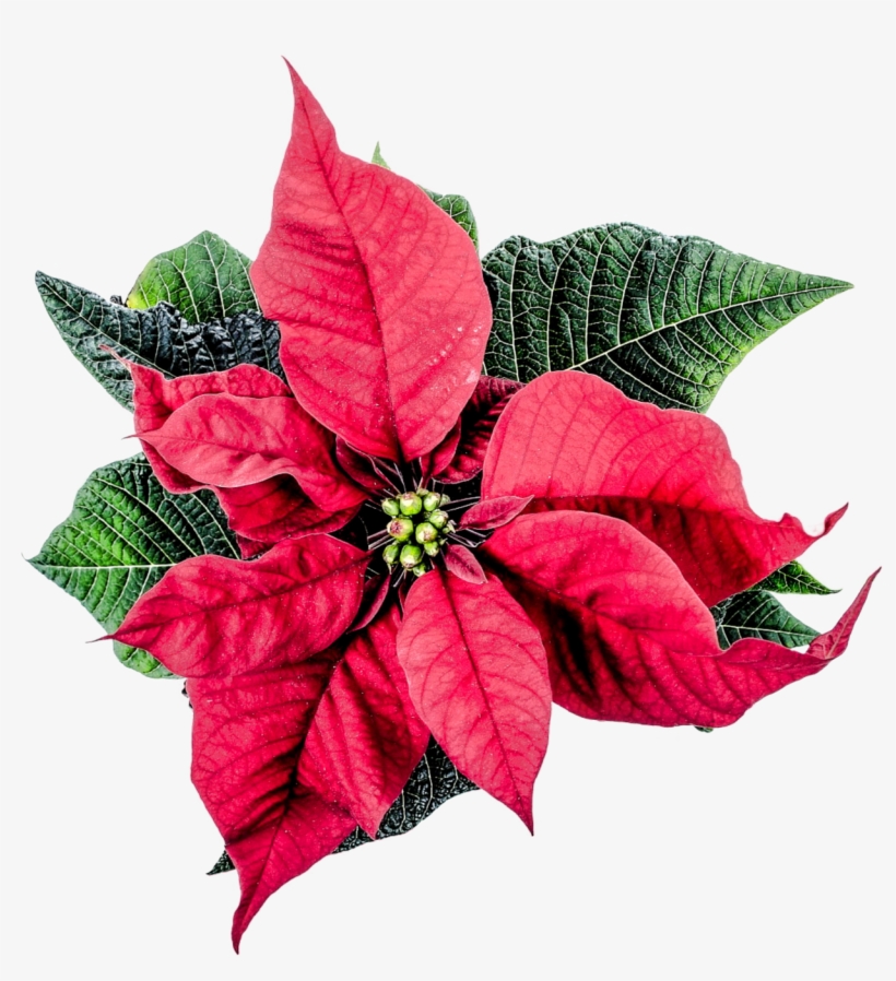Christmas Poinsettia Flower Png Transparent Image - Poinsettia Png, transparent png