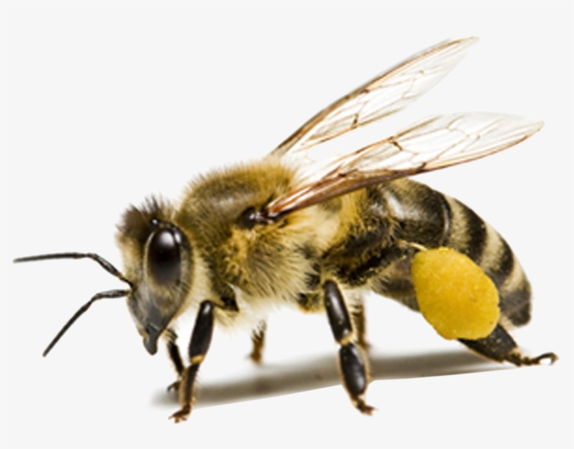 Bee Png Background Image - Insect Png, transparent png