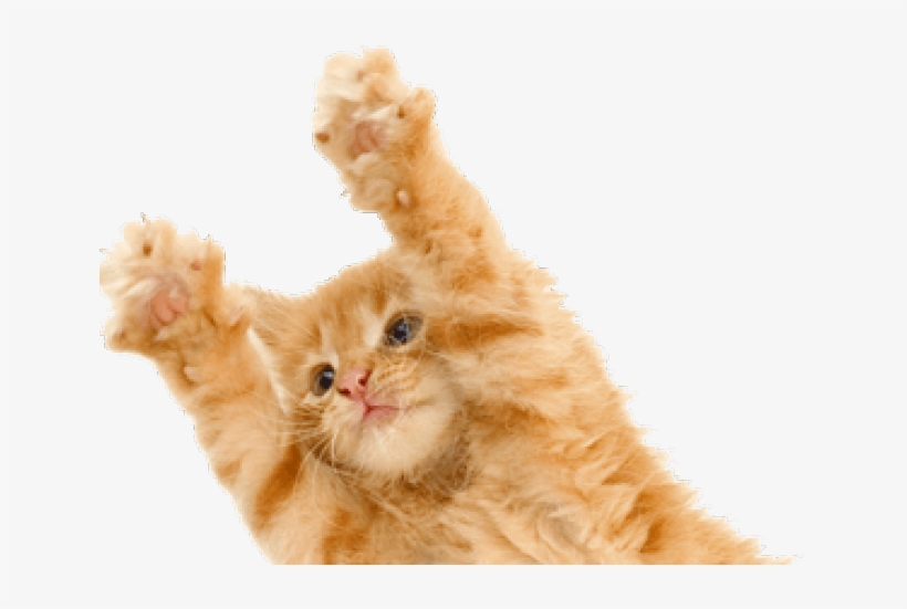 Kitten Png Transparent Images - Kitten Png, transparent png