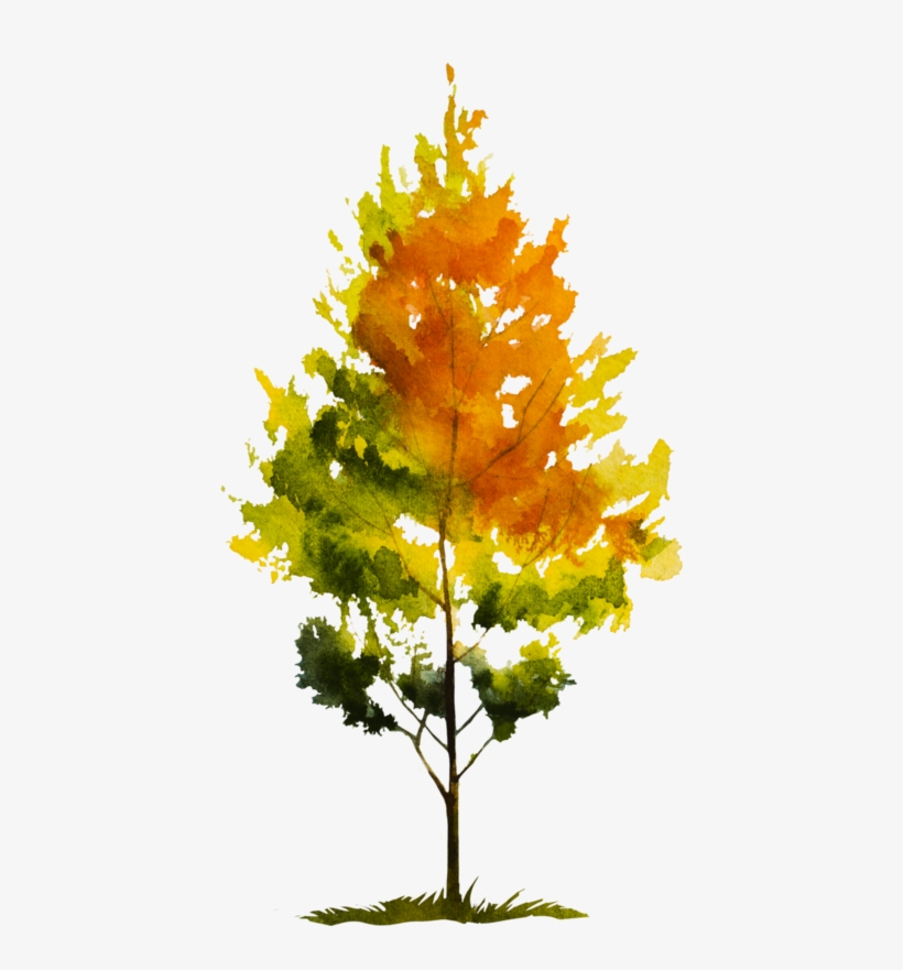 Maple Leaf, transparent png