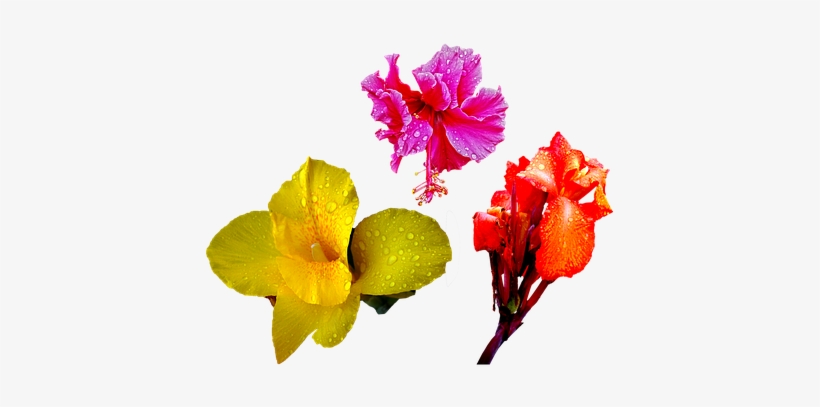 Flower, Orange, Red, Lily, Rain, Drops - Png Flower Drops, transparent png