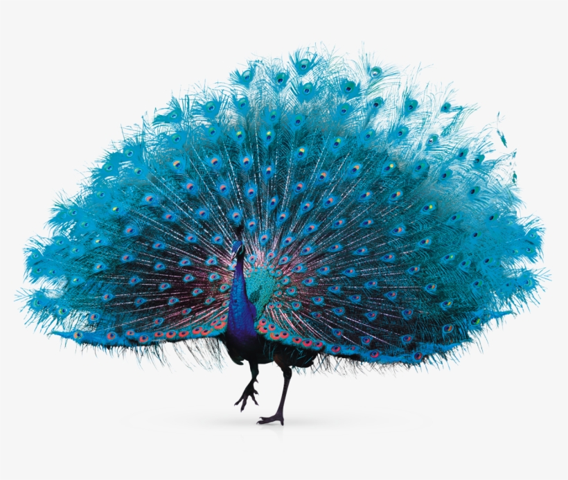 Pavo Real Png, transparent png