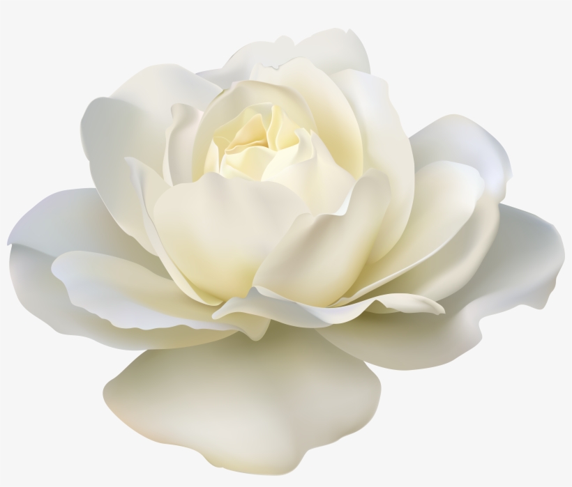 White Rose Png, transparent png
