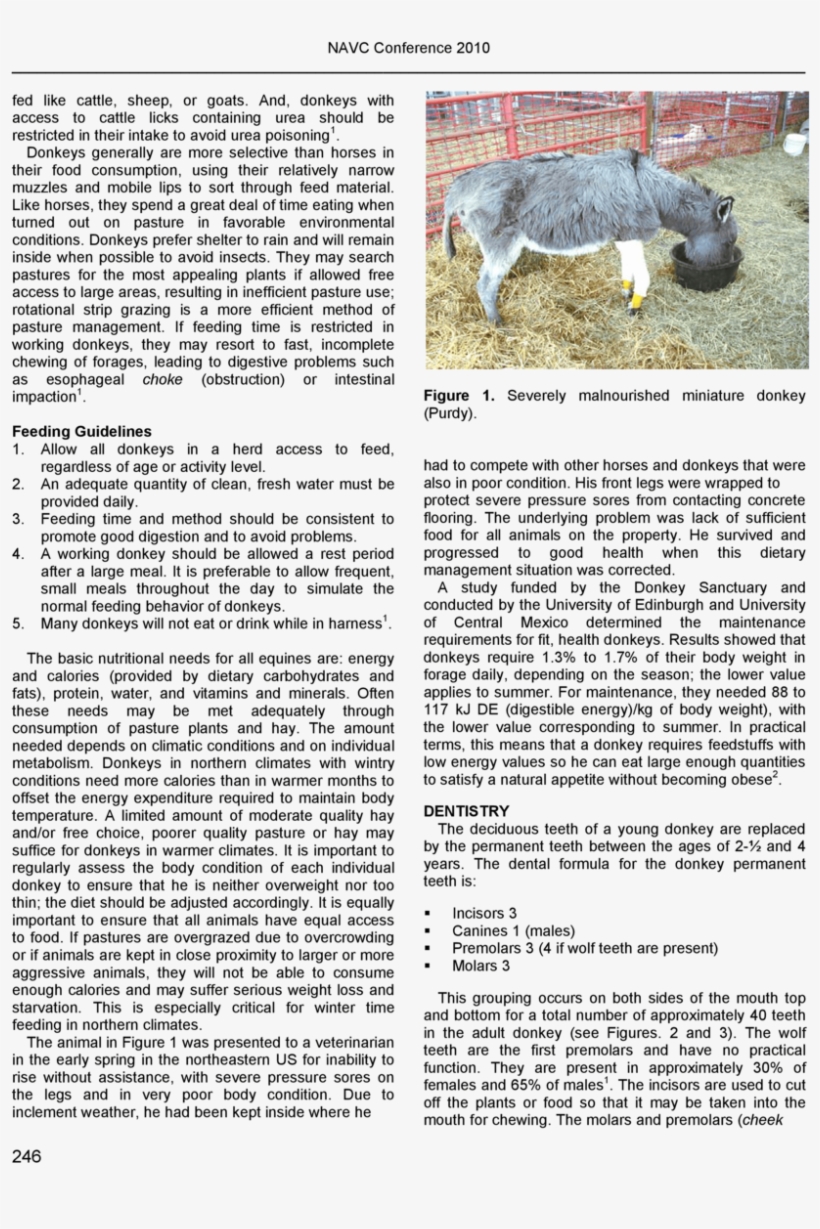 Herd Health For Donkeys-1, transparent png