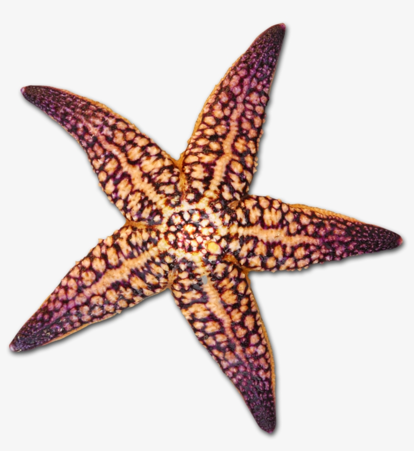 Drawing Shells Starfish Png Freeuse Library Transparent Background Starfish And Shells Png 1616x1446 Png Download Pngkit