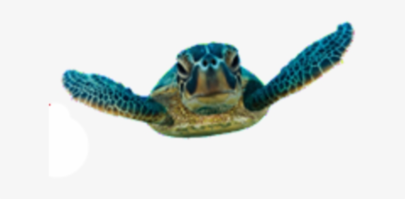 Vector Black And White Stock Fort Lauderdale Sea Turtle - Sea Turtle Egg Png, transparent png