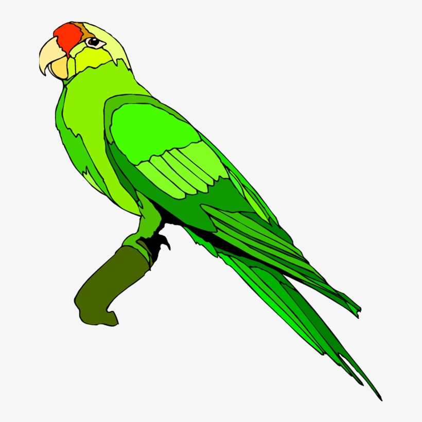Drawing Alphabet Parrot Png Royalty Free Stock - Clip Art Images Parrot, transparent png