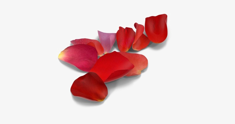 Rose Petals Png Picture - Red Rose Petal Png, transparent png