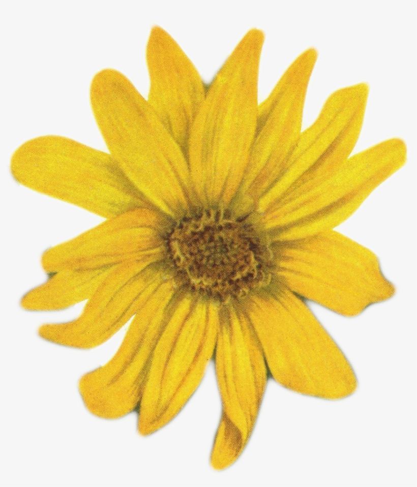 Sunflowers Png Vintage Jpg Stock - Yellow Flower On White Background, transparent png