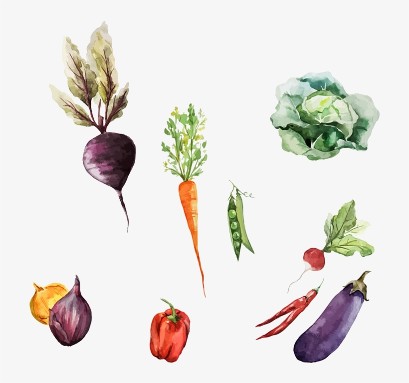 Svg Black And White Download Root Vegetables Painting - Watercolor Of Root Vegetables, transparent png