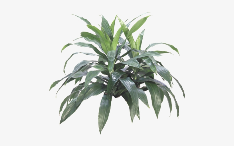Zz Plant - Air Purifying Plants Nz, transparent png