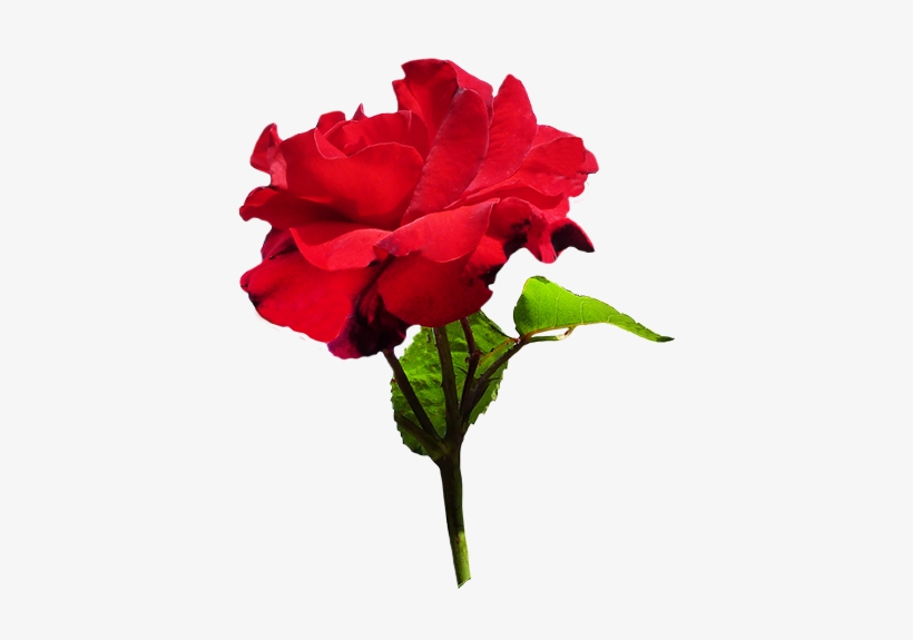 Red Rose With Green Leaves - Velvet Rose Png, transparent png