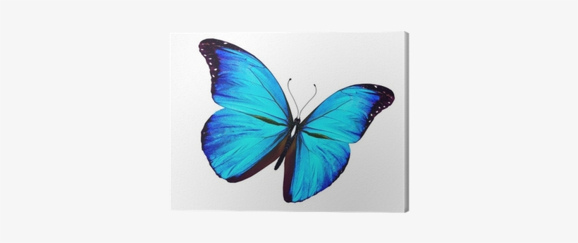 Blue Butterfly Flying, Isolated On White Canvas Print - Blue Butterfly In Flight, transparent png
