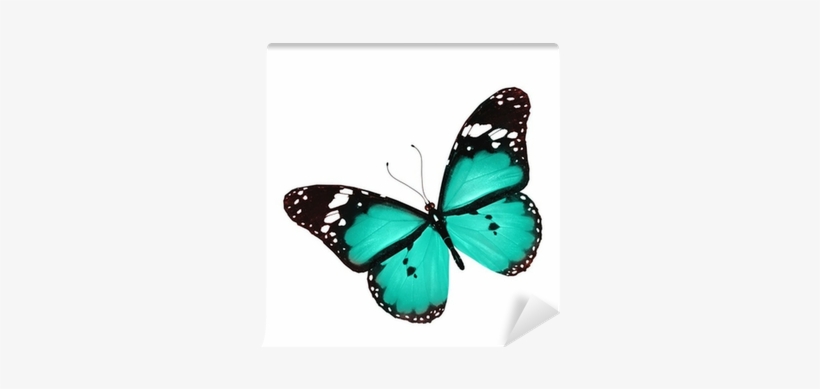 Blue Butterfly Flying, Isolated On White Wall Mural - Ptm Images,butterfly, 21.75x21.75 Decorative Wall Art,, transparent png