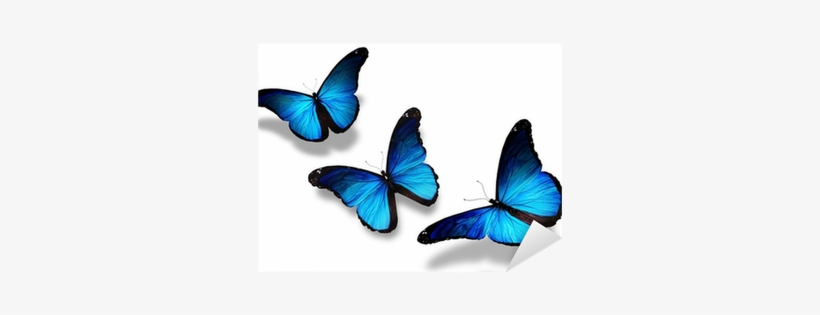 Three Blue Butterflies Flying, Isolated On White Sticker - 3 Butterflies Flying Together, transparent png