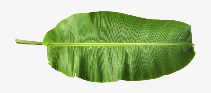 Harmony & Nature - Banana Leaf Png Hd.