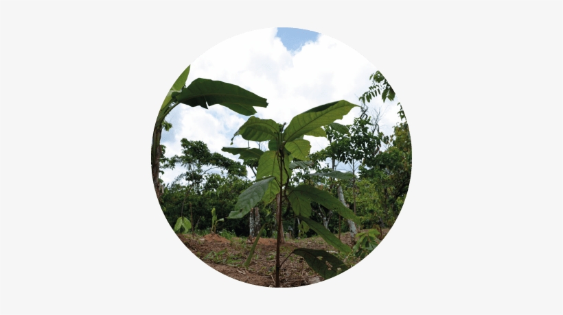 May 22, 2017 Protecting Forests In Côte D'ivoire - Plantation, transparent png