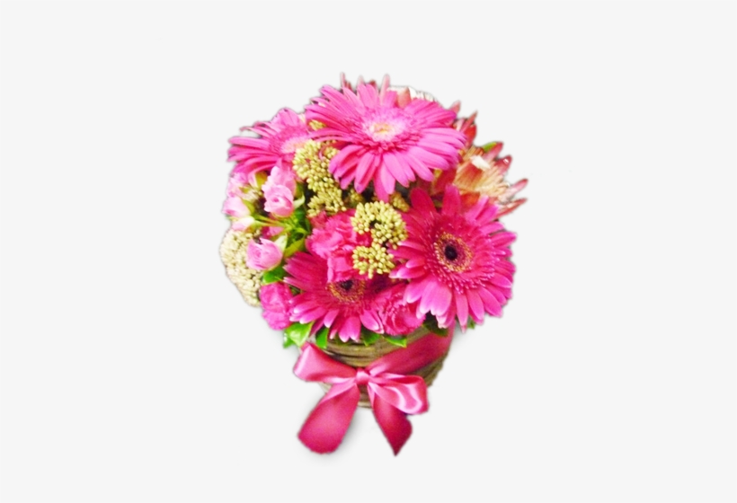 Barberton Daisy, transparent png