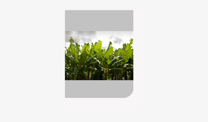 Whether For The Fruits Grown On Its Own Plantations - Fruit, transparent png