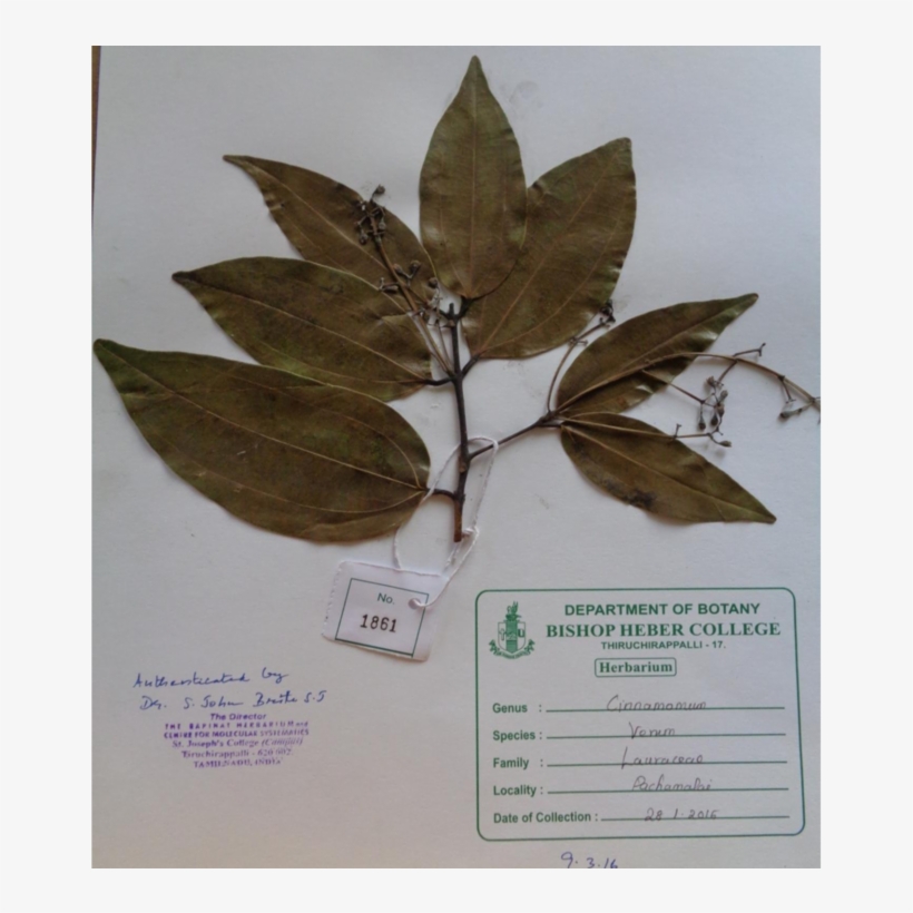 Specimen Collected From Pachamalai Hills, Tamilnadu - Pachamalai Hills, transparent png