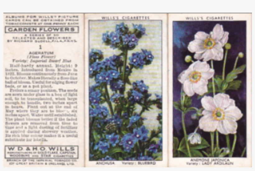 Alpine Forget-me-not, transparent png