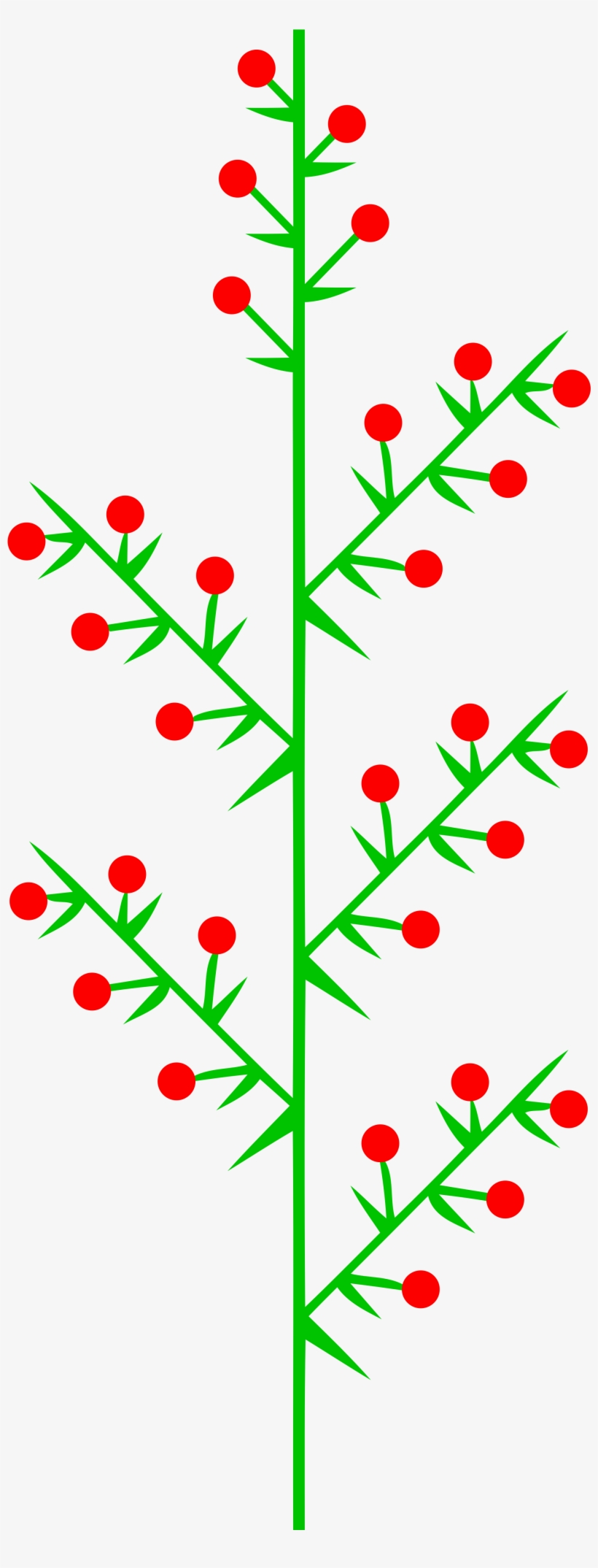 Open - Blütenstand Doppeltraube, transparent png