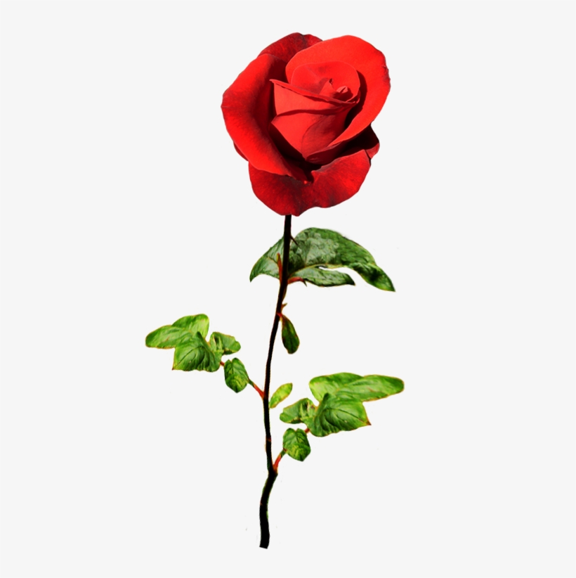 Red Rose For A Valentine Greeting - Natural Rose Png, transparent png