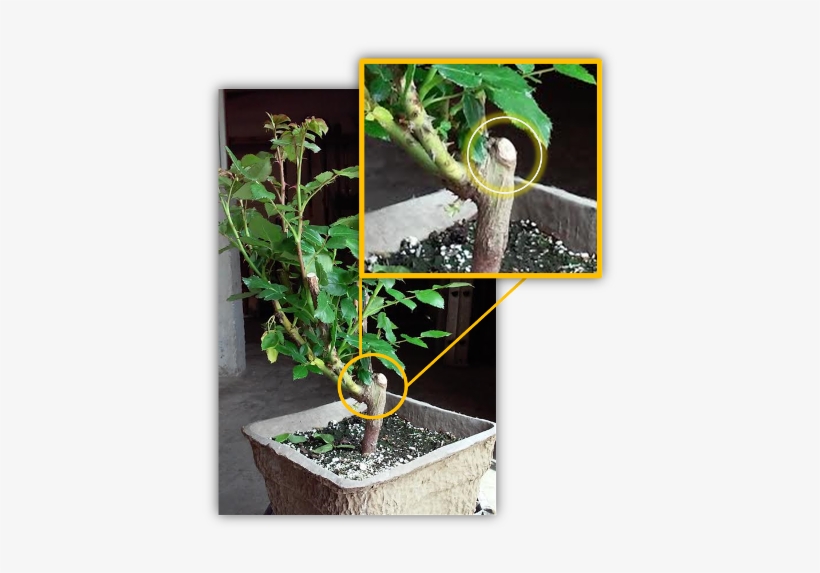 Grafted Rose Plant - Bonsai, transparent png