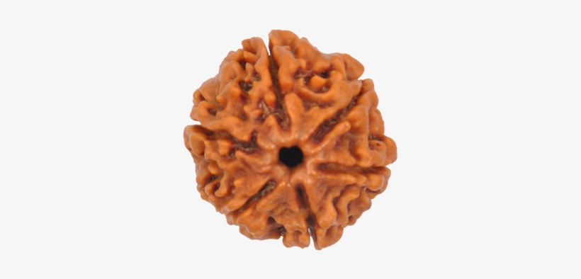 6 Mukhi Rudraksha Size - 6 Mukhi Rudraksha Png, transparent png