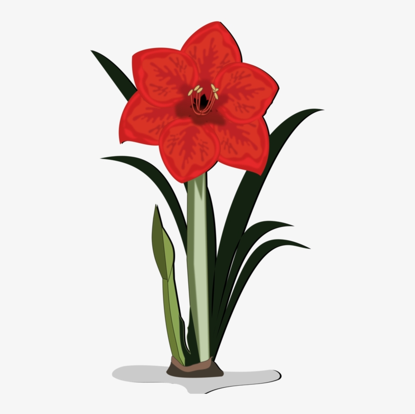 Vector Download Jersey Lily Cut Flowers - Amaryllis Flower Cartoon, transparent png